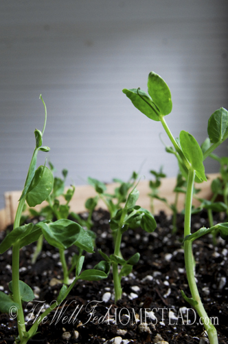 pea seedlings